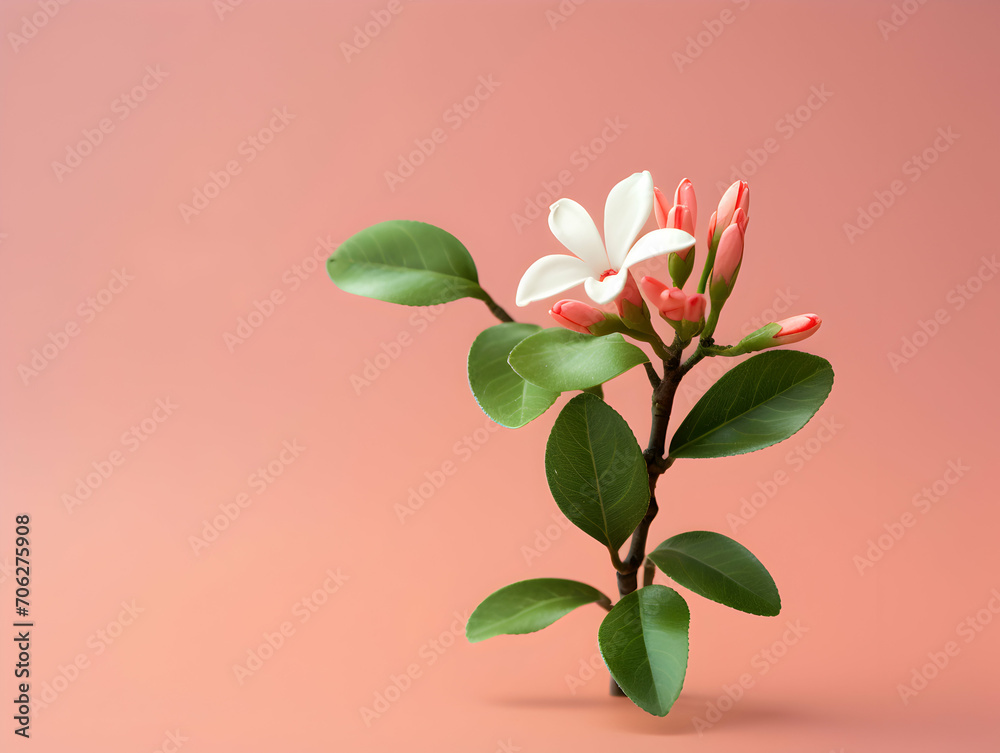 Fototapeta premium Murraya flower in studio background, single Murraya flower, Beautiful flower images