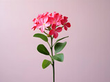 Murraya flower in studio background, single Murraya flower, Beautiful flower images