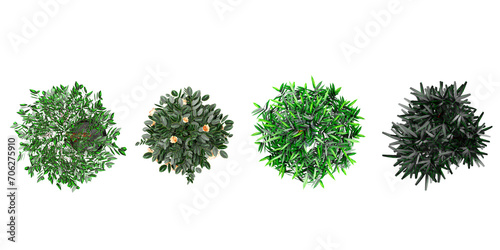 Collage with different potted Bamboos,Salix integra,GREEN MAPLE plants on white background. House decor,top view photo