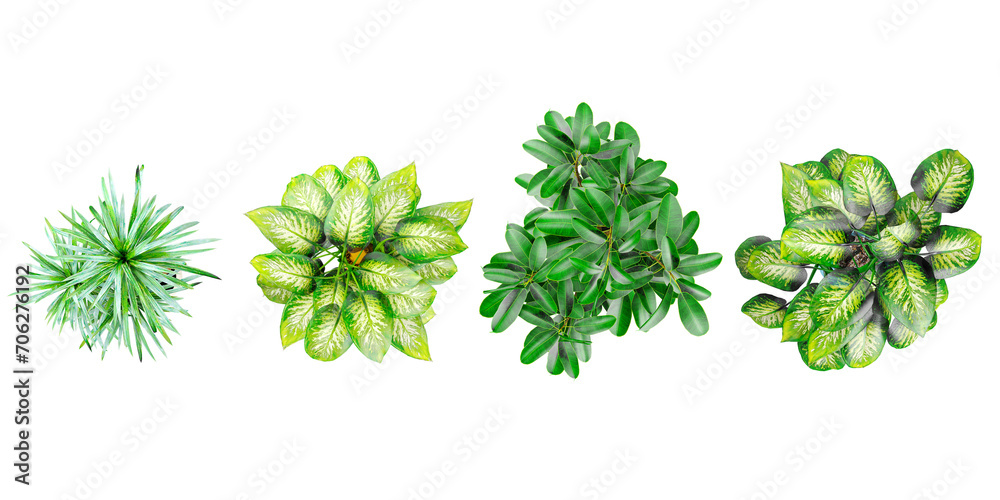 Plant in pot.Rubber fig,Dieffenbachia seguine,Yucca Gigantea Elephantipes plants isolated on white background from top view - obrazy, fototapety, plakaty 