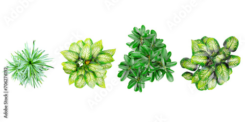 Plant in pot.Rubber fig,Dieffenbachia seguine,Yucca Gigantea Elephantipes plants isolated on white background from top view photo