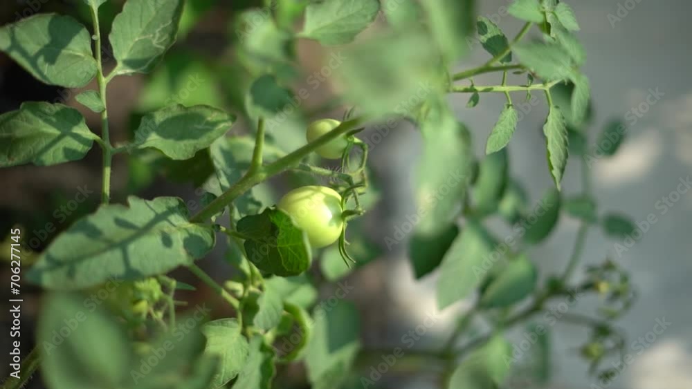green tomatoes in fresh plants lush plant concept green tomatoes in fresh plants lush plant concept