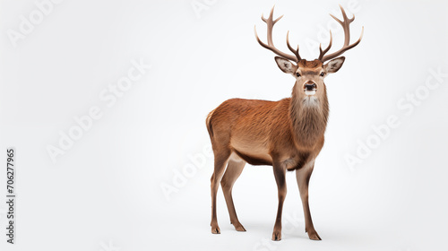 photograph deer isolated on white background