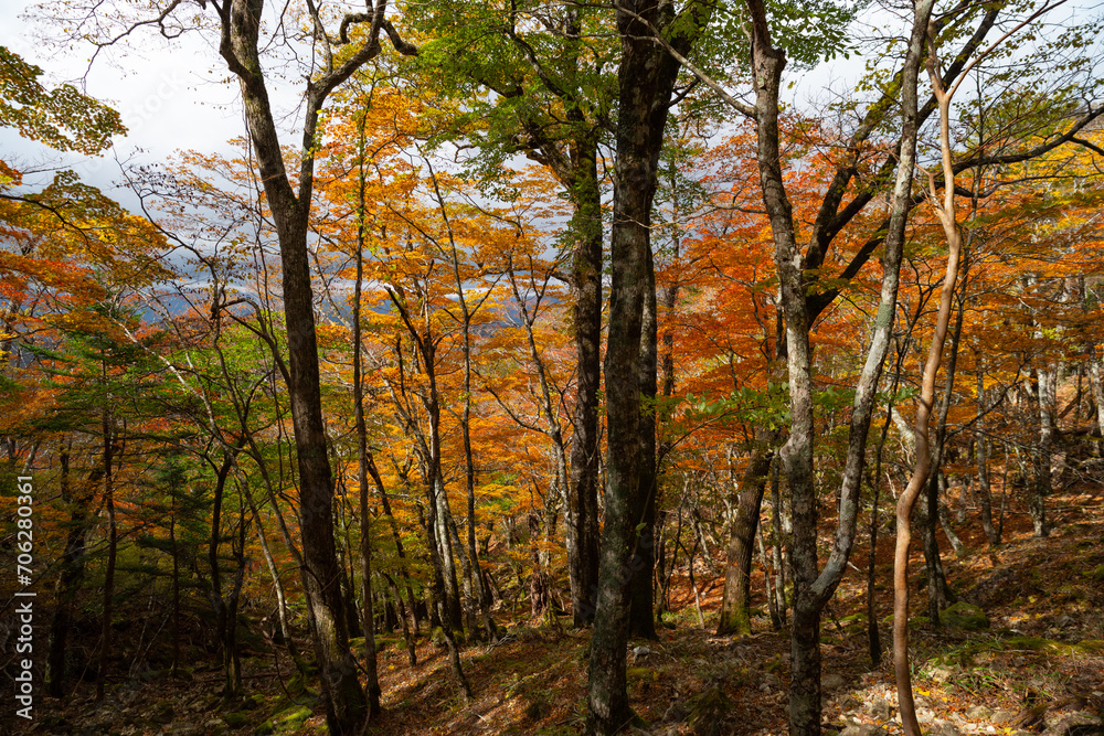 紅葉する美しい森　奈良県