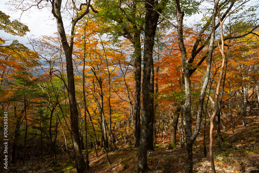 紅葉する美しい森 奈良県 紅葉する美しい森 奈良県
