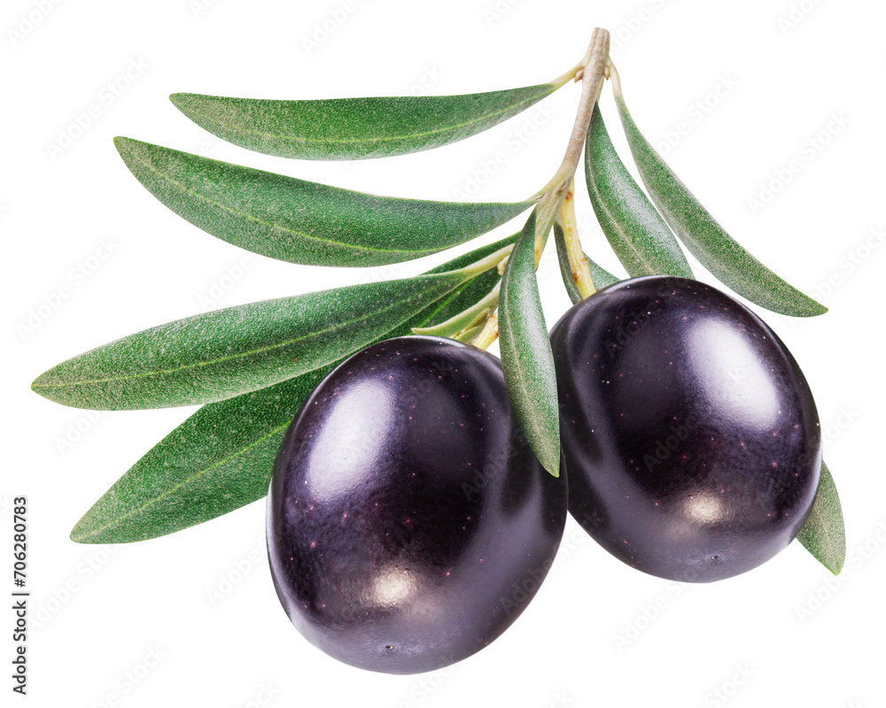 Two ripe olive berries on olive twig on white background. File contains clipping path. Two ripe olive berries on olive twig on white background. File contains clipping path.
