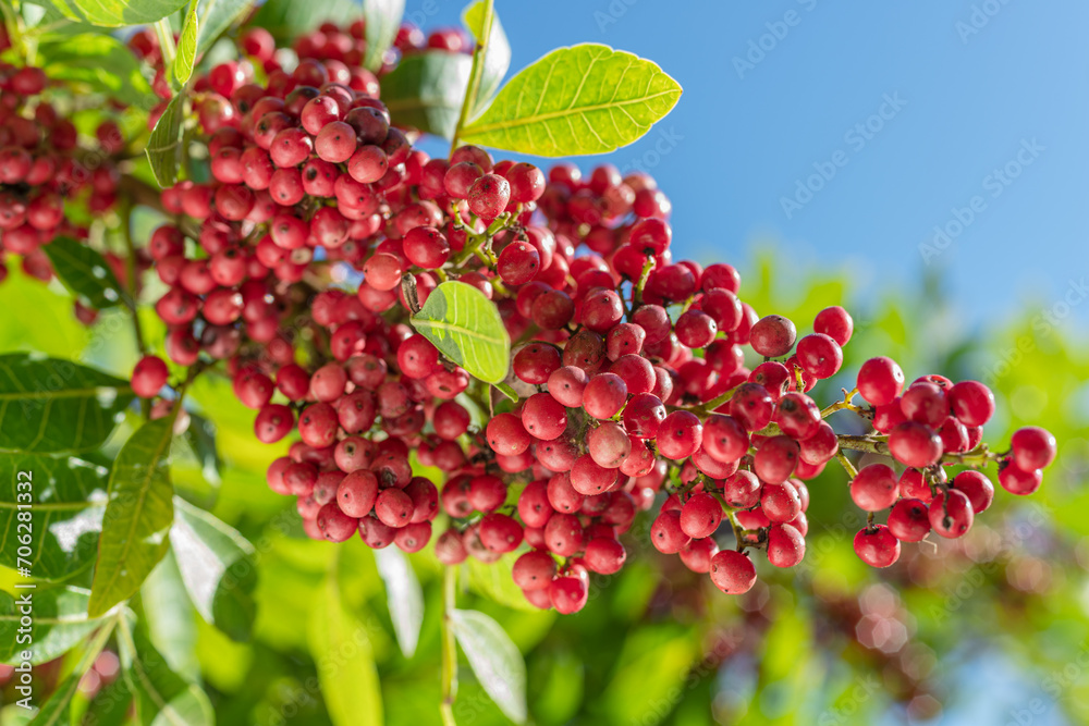 Fresh pink peppercorns on peruvian pepper tree branch. Blue sky at the background.