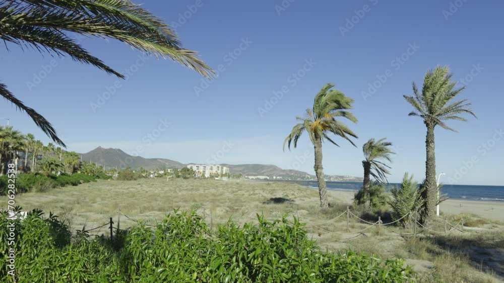 The wind on the seashore in Spain in spring. Walk along the dunes with palm trees near the sandy beach. Deserted wide beach on a sunny spring day. The wind on the seashore in Spain in spring. Walk along the dunes with palm trees near the sandy beach. Deserted wide beach on a sunny spring day.