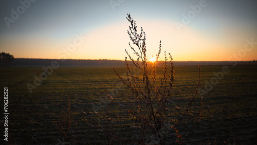 Feld - Wolken - Landschaft - Kornfeld - Ecology - Corn - Field - Nature - Concept - Environment - Golden - Sunset - Clouds - Beautiful - Summer - Landscape - Background - Harvest - Green - Bio