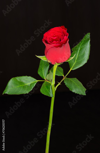 Red rose isolated on black. 