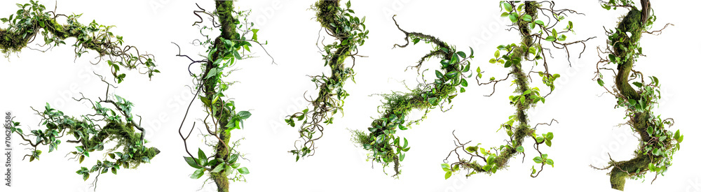 A collection of Twisted Wild Creeper, a chaotic jungle vine with moss, lichen, and leaves from a wild orchid climber, isolated against a isolated background - obrazy, fototapety, plakaty 