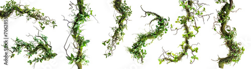 A collection of Twisted Wild Creeper, a chaotic jungle vine with moss, lichen, and leaves from a wild orchid climber, isolated against a isolated background photo
