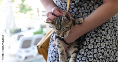 Small striped kitten in female hands in park. Volunteering and saving homeless animals photo