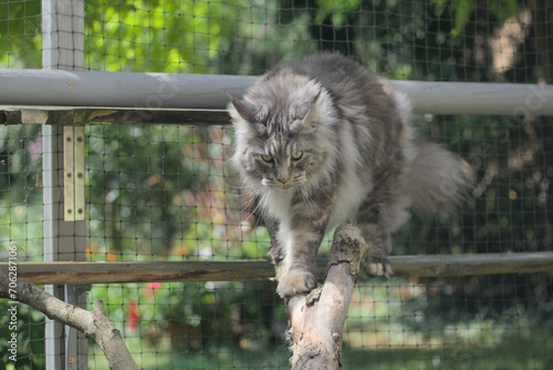 Maine Coon,the largest cat. Portrait of gray-haired  big kitty  in fenced run.Close up of handsome adult maine coon on blur natur background.