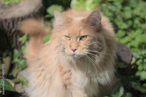 Maine Coon,the largest cat. Portrait of  big kitty  in fenced run. Close up of handsome cream-hairy adult maine coon on blur natur background.