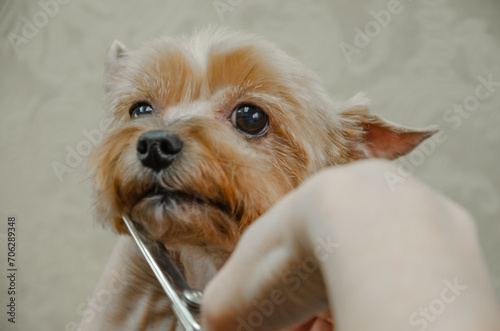 Yorkshire Terrier haircut. Cutting the muzzle with scissors. Dog grooming.
