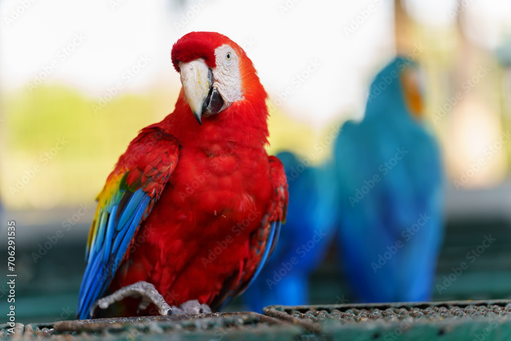 Obraz premium scarlet macaw (Ara macao), red parrot