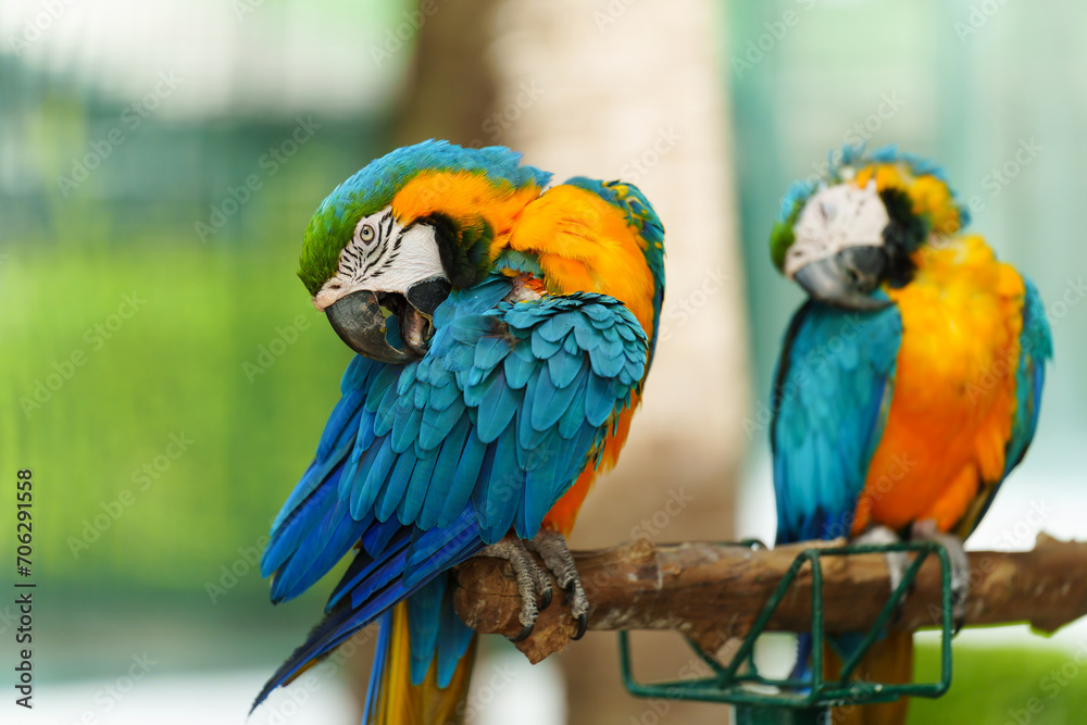 two blue-and-yellow macaw (Ara ararauna), also known as the blue-and-gold macaw on wood tree branch