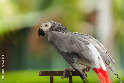 African grey parrot. bird flaps its wings