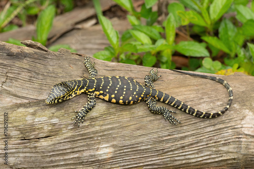 A cute Nile monitor hatchling, also known as a water monitor (Varanus niloticus), relaxing on a log near water 