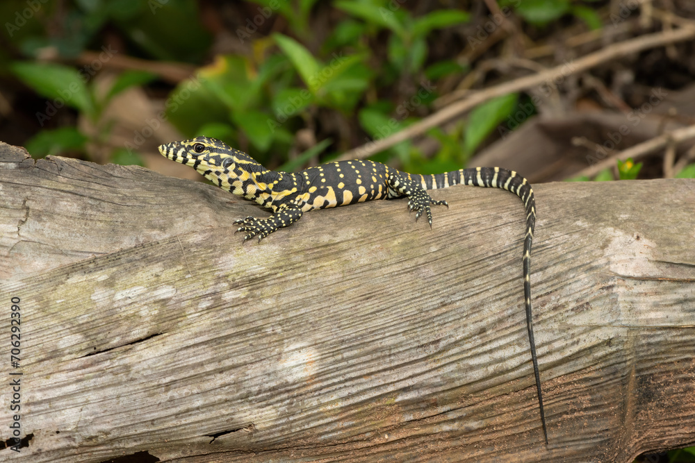 Naklejka premium A cute Nile monitor hatchling, also known as a water monitor (Varanus niloticus), relaxing on a log near water 