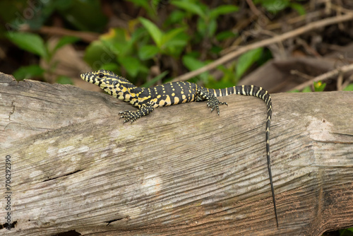 A cute Nile monitor hatchling, also known as a water monitor (Varanus niloticus), relaxing on a log near water 