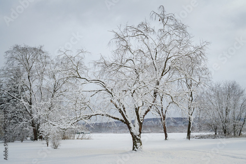 Landscape View of Trees in Sugar Grove, Pennsylvania