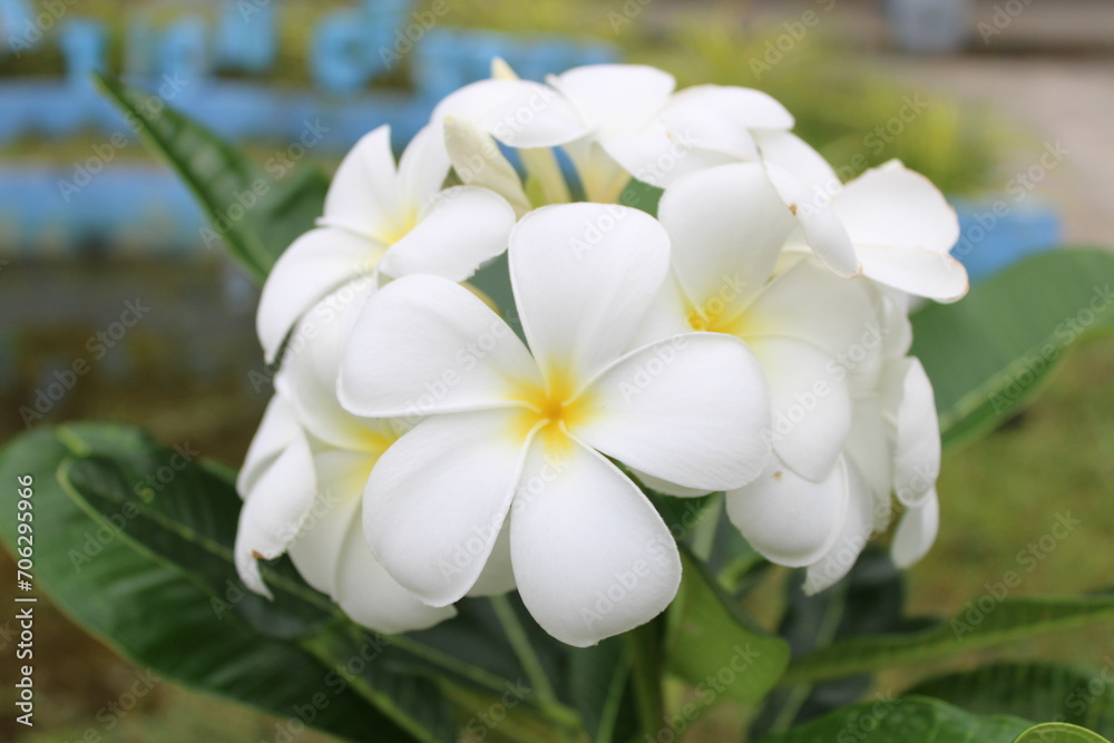 Fototapeta premium Photos from various things that actually exists