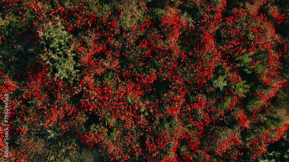 Flowering poppy field in sunny day, spring time. Wild red flowers. Aerial drone view. Flowering poppy field in sunny day, spring time. Wild red flowers. Aerial drone view.