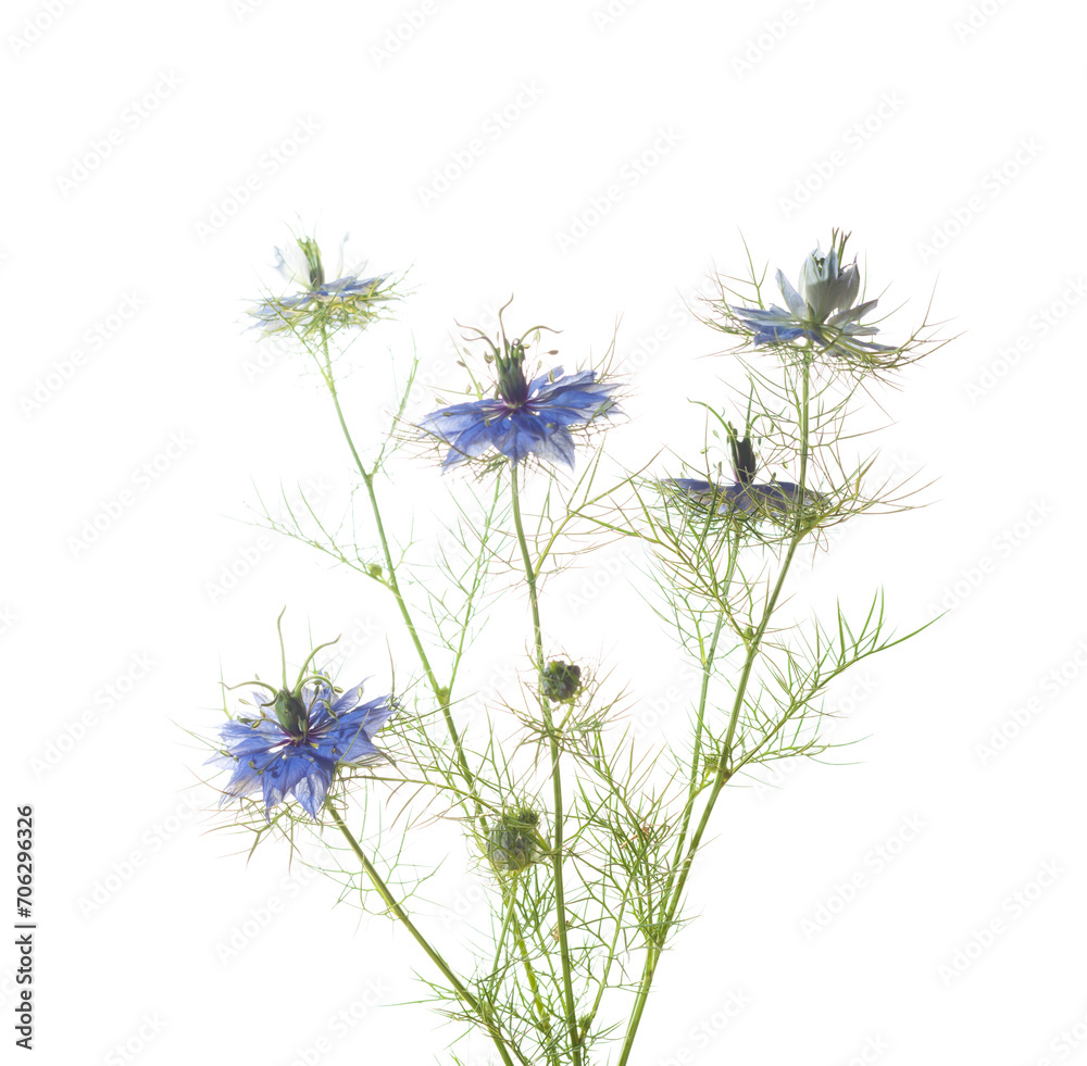 Fototapeta premium Nigella Damascena flowers isolated on white background. Selective Focus.