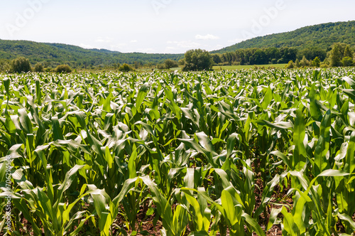 A Corn Field in Sugar Grove, Pennsylvania