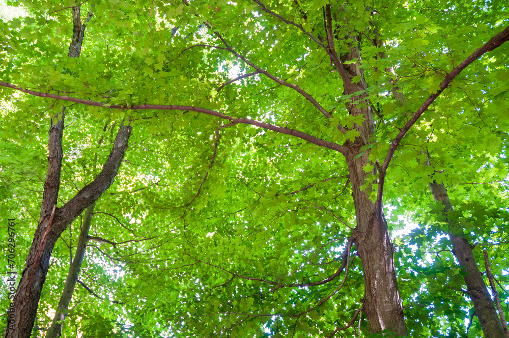 Landscape View of Trees in Sugar Grove, Pennsylvania Landscape View of Trees in Sugar Grove, Pennsylvania
