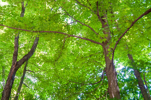 Landscape View of Trees in Sugar Grove  Pennsylvania