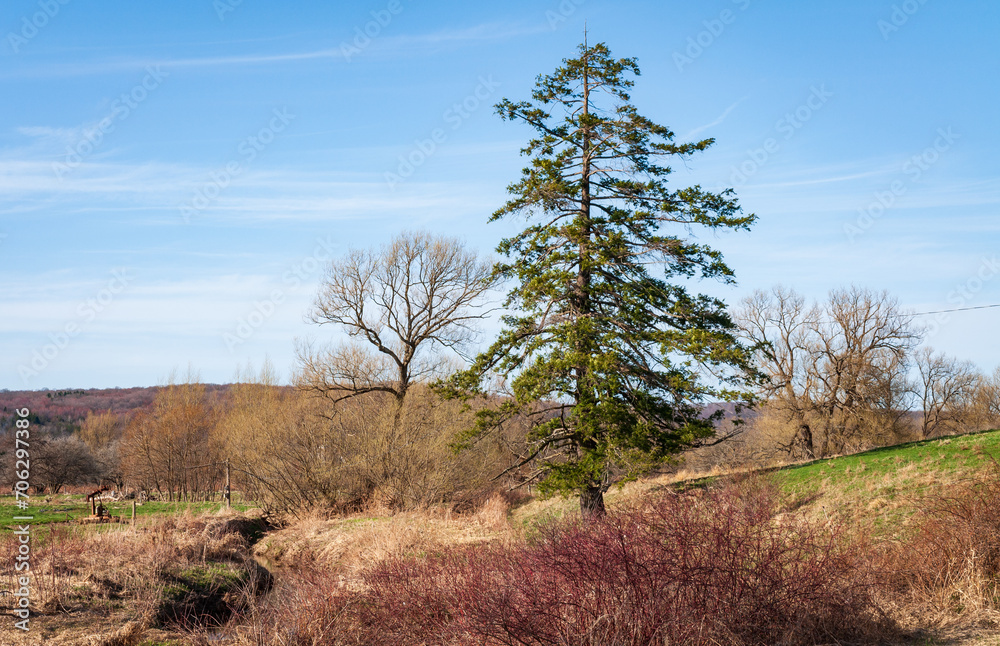 Obraz premium Landscape View of Trees in Sugar Grove, Pennsylvania