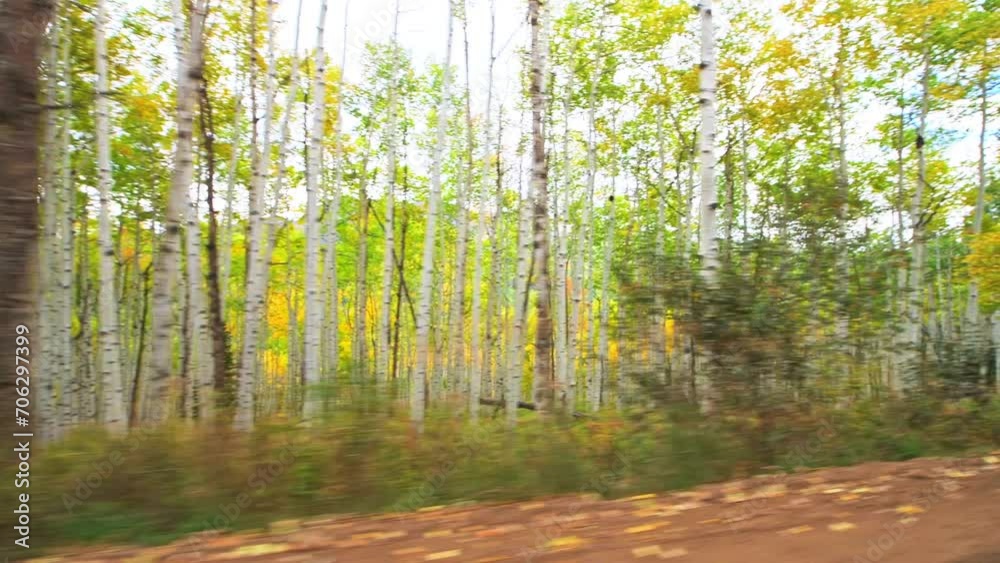 Kebler Pass, Colorado car driving side view on scenic drive dirt road in colorful autumn fall with aspen tree golden orange yellow forest Kebler Pass, Colorado car driving side view on scenic drive dirt road in colorful autumn fall with aspen tree golden orange yellow forest