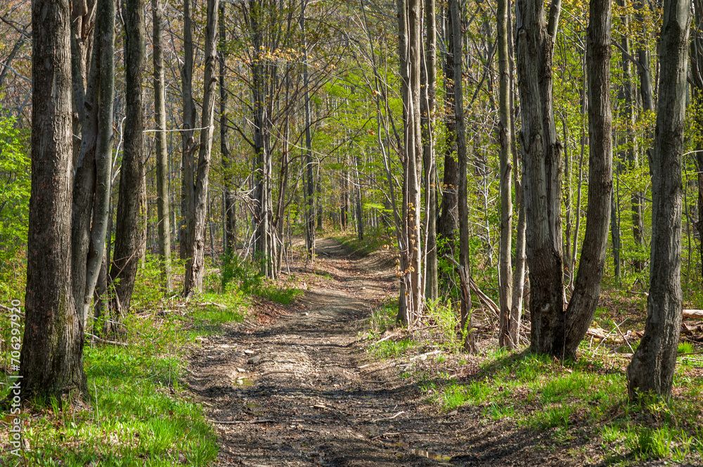 Fototapeta premium Rural Road in Sugar Grove, Pennsylvania