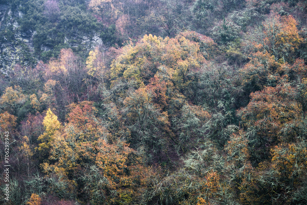 Ocher and yellowish tones in the foliage of this autumn forest scene