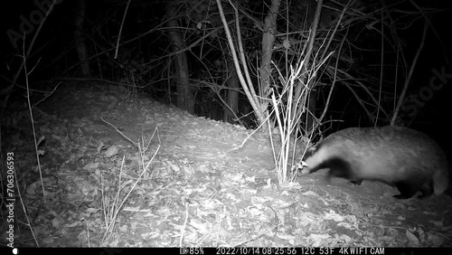 In autumn night badger Meles meles on animals trail in forest

