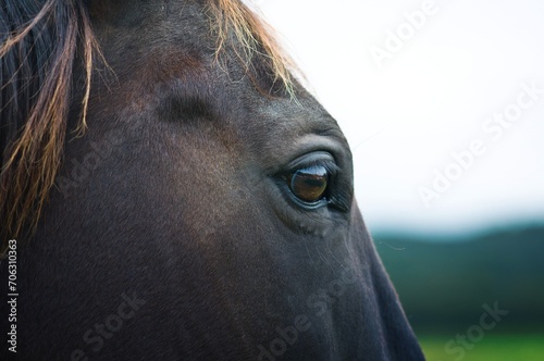 Head of a wild horse in the wilderness