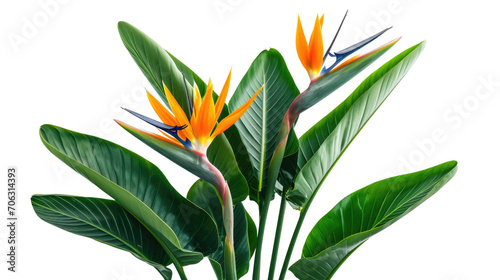 Strelitzia reginae flower plant with leaves isolated on transparent background photo