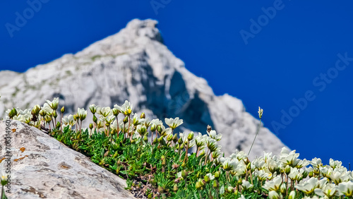 White flower Eightpetal mountain-avens on alpine meadow on scenic hiking trail from Fusine Lake to Mangart saddle, Tarvisio, Julian Alps, Friuli Venezia Giulia, Italy. Rock formation on alpine terrain photo