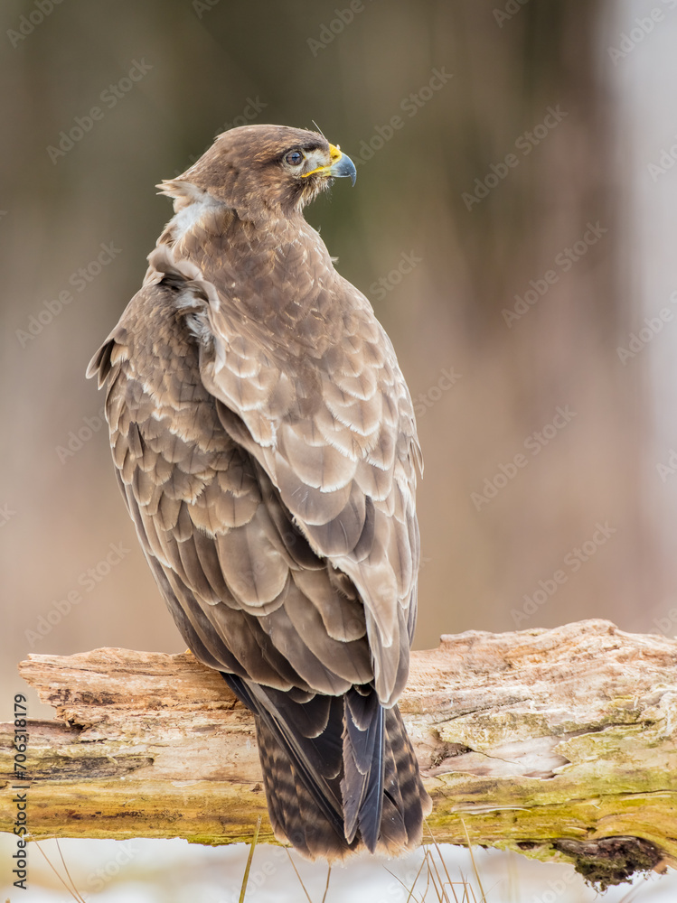 Common Buzzard in winter at a wet forest Common Buzzard in winter at a wet forest