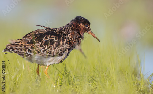 Ruff - male bird at a wetland on the mating season in spring © Simonas
