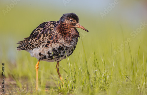 Ruff - male bird at a wetland on the mating season in spring © Simonas