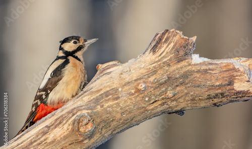 Great Spotted Woodpecker - female - in the wet forest in winter