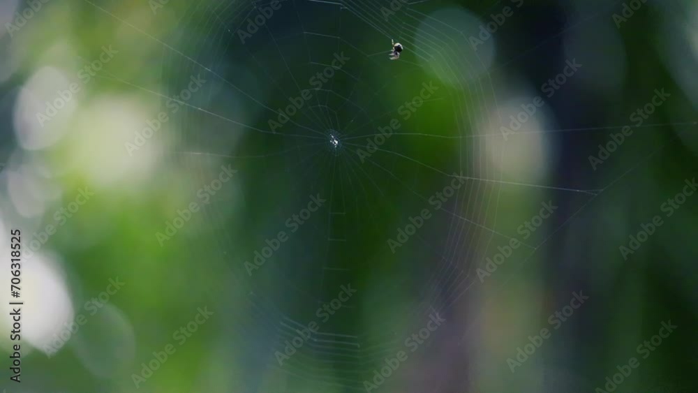 Small spider making a web in the daytime in the timelapse video in 4k/UHD. small spider making/ building a web. spider on the web in the daytime