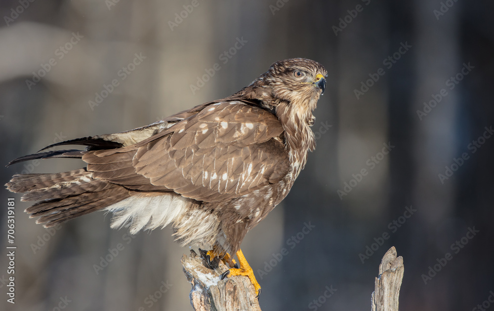 Common Buzzard in winter at a wet forest Common Buzzard in winter at a wet forest