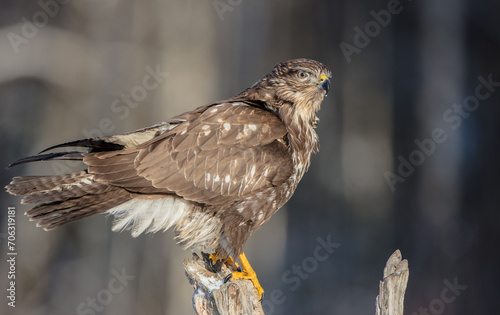 Common Buzzard in winter at a wet forest