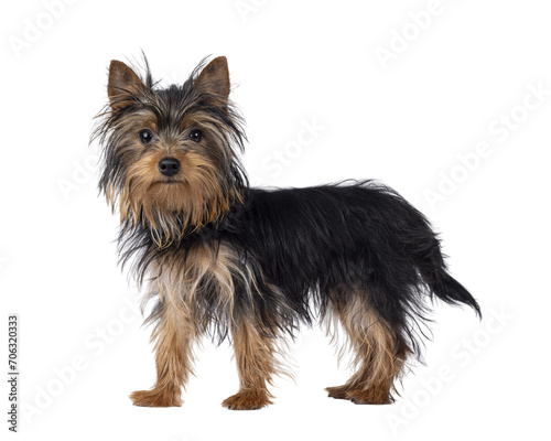 Cute little black and tan Yorkshire Terrier dog puppy  standing side ways. Looking towards camera. Isolated cutout on a transparent background.