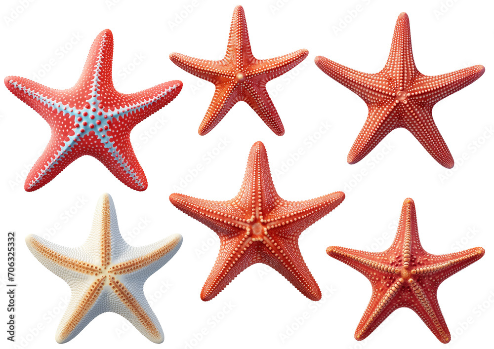 Starfish PNG Starfish PNG